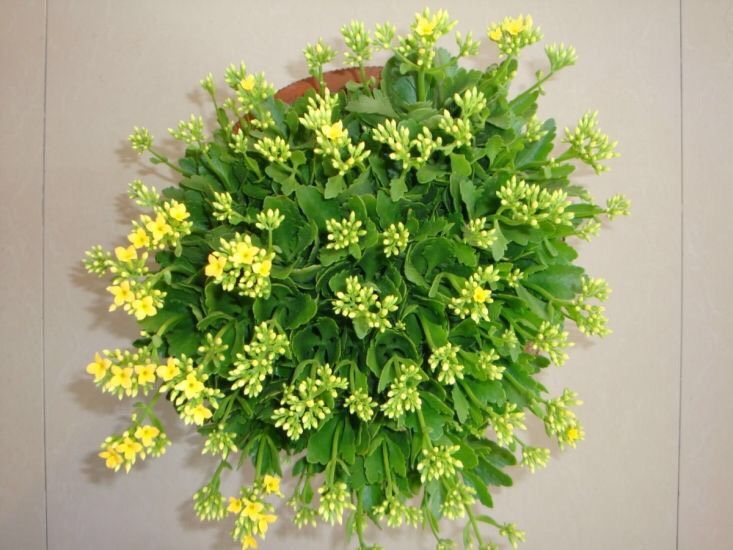 长寿花的种植方法
