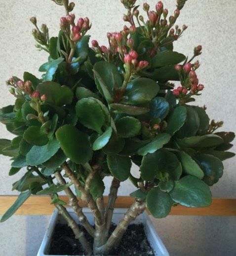 长寿花的种植方法