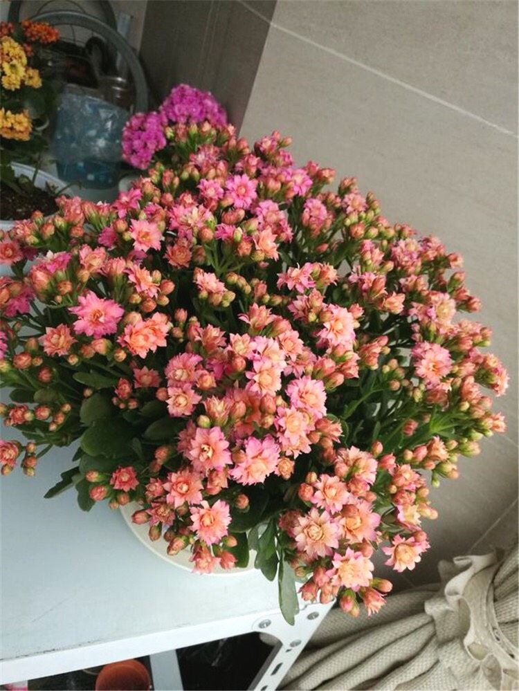 长寿花的种植方法