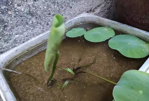 碗莲的种植方法
