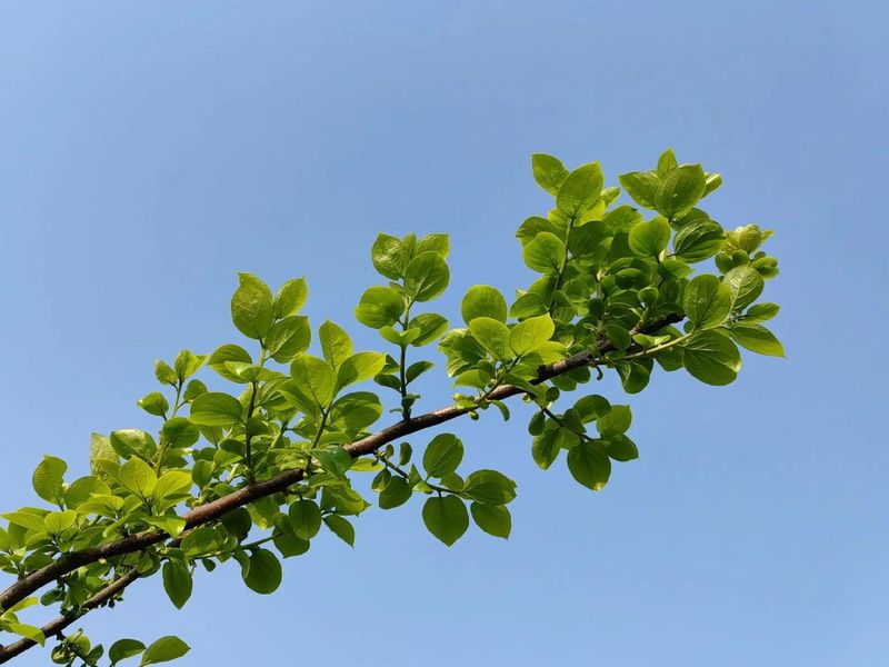 河南适合种植什么果树