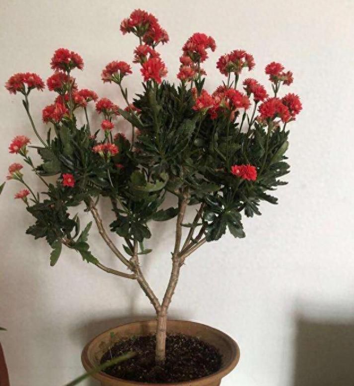 长寿花的种植方法