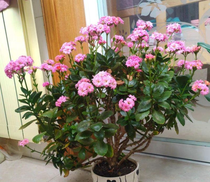 长寿花的种植方法