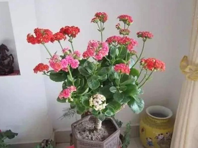 长寿花的种植方法