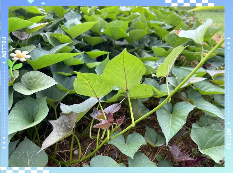 紫薯怎么种植方法图片