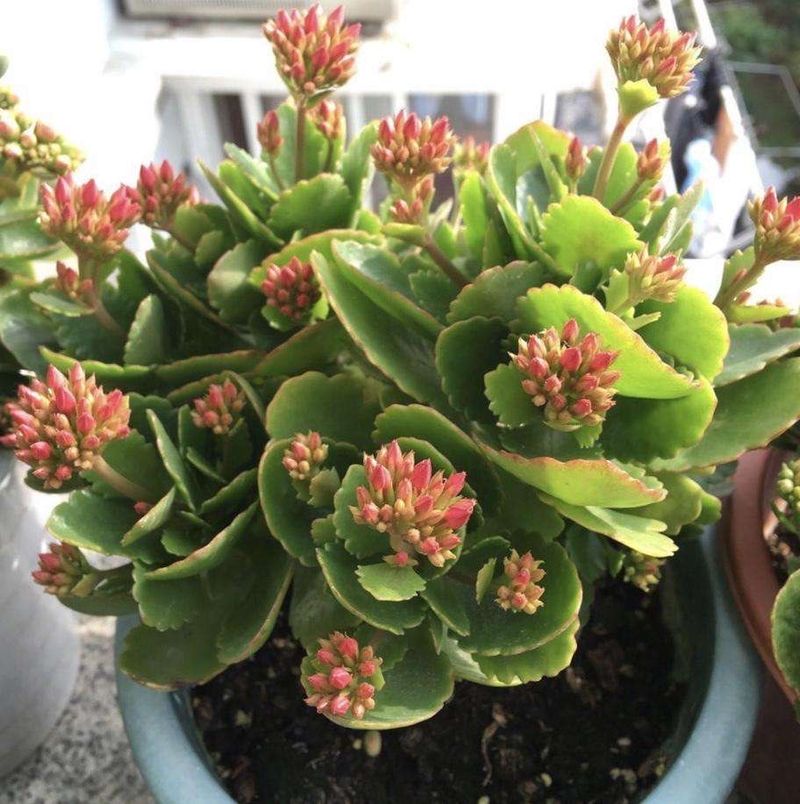 长寿花的种植方法