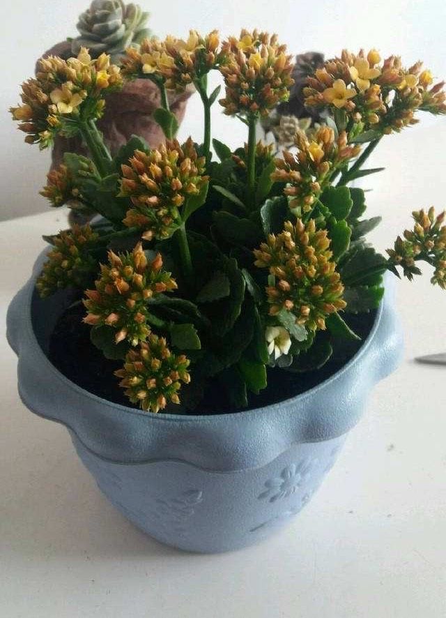 长寿花的种植方法