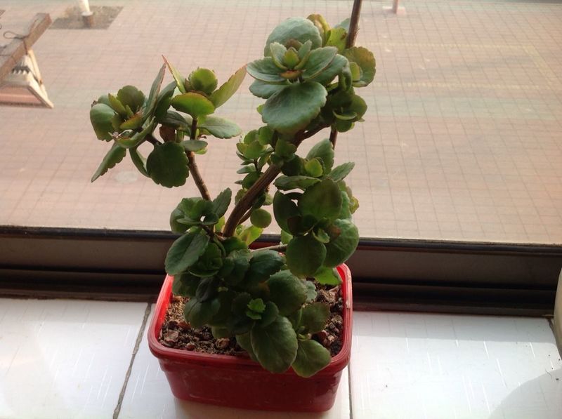 长寿花的种植方法