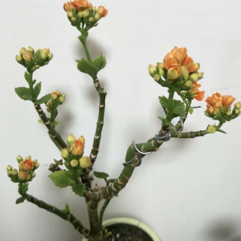 长寿花的种植方法