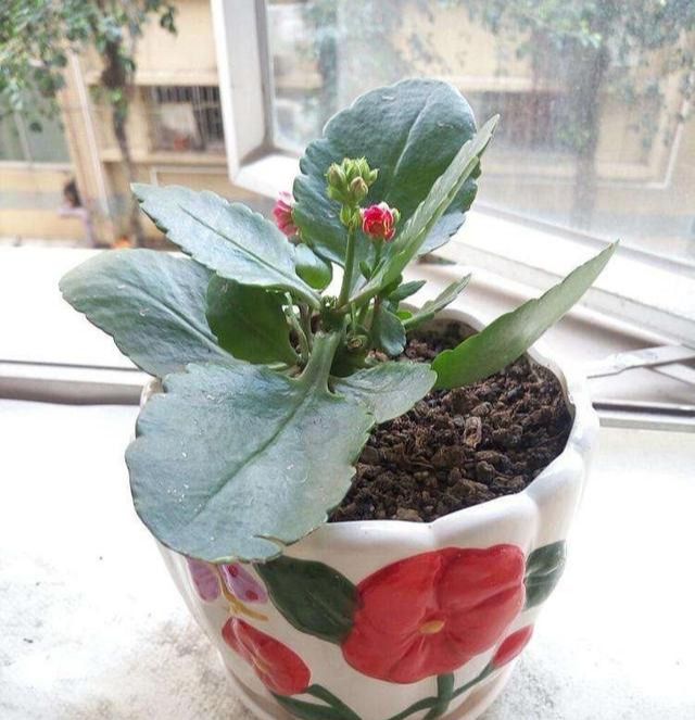 长寿花的种植方法