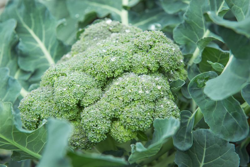 西兰花种植技术