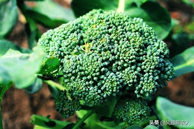 西兰花种植技术