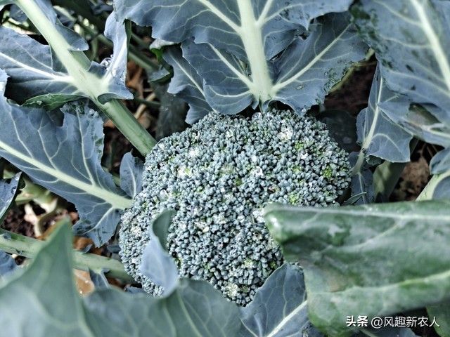 西兰花种植技术