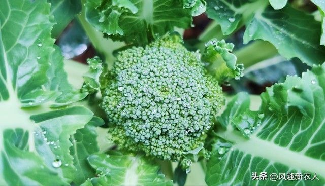 西兰花种植技术