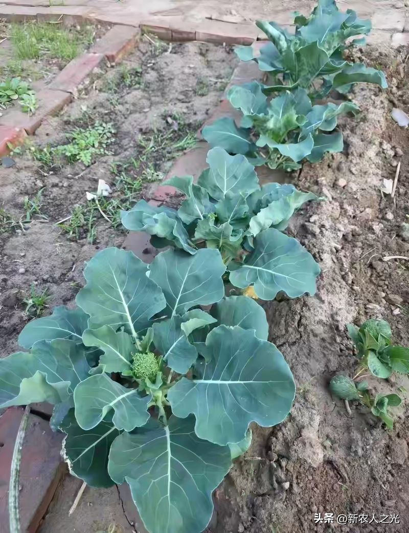 西兰花种植技术