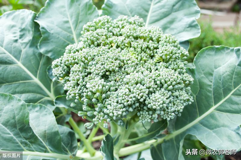 西兰花种植技术