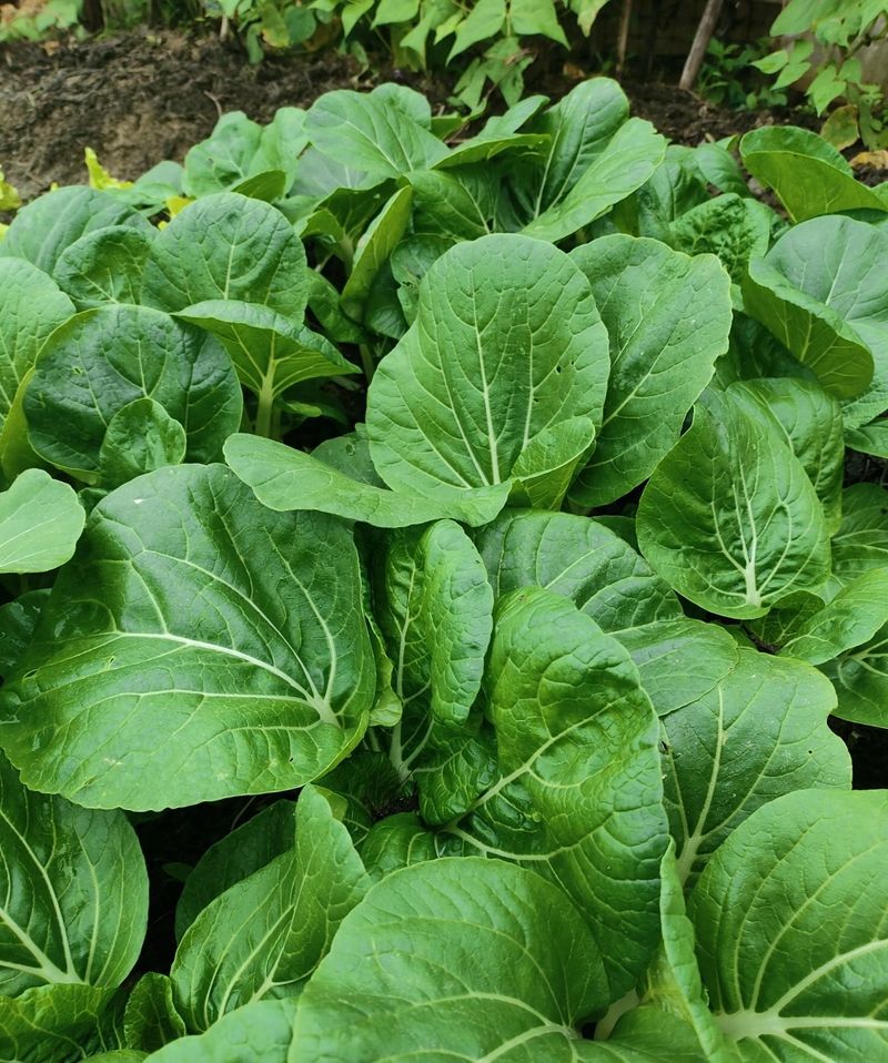 四季小白菜种植技术