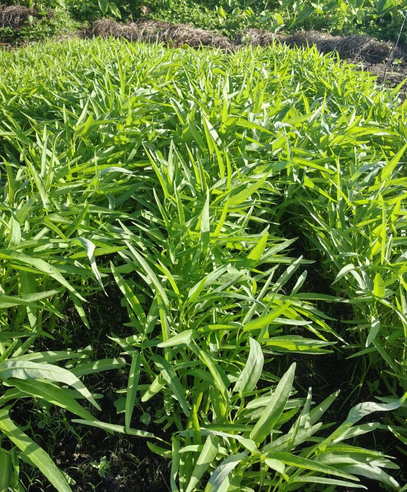 四季小白菜种植技术