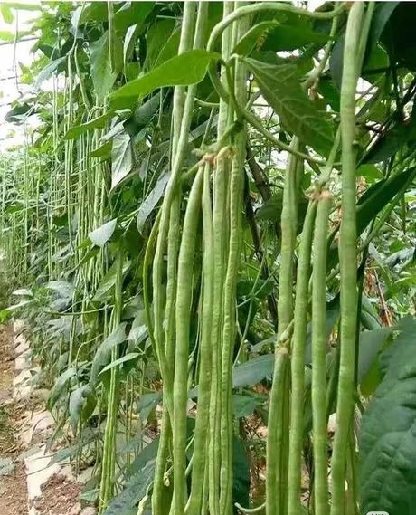 四季小白菜种植技术