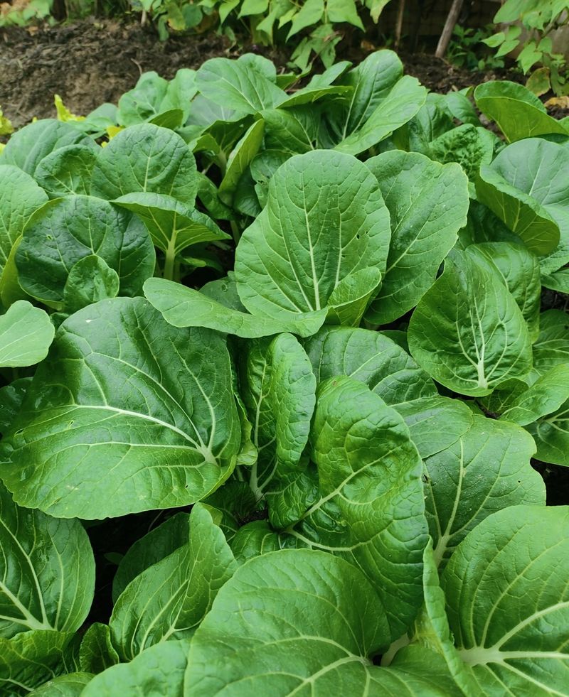 四季小白菜种植技术