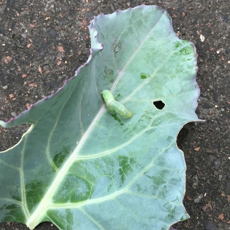 西兰花种植技术