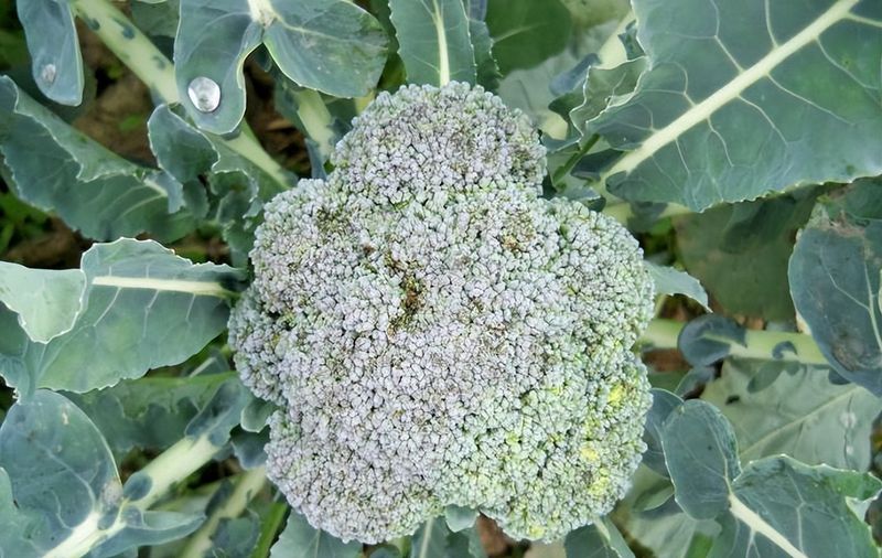 西兰花种植技术