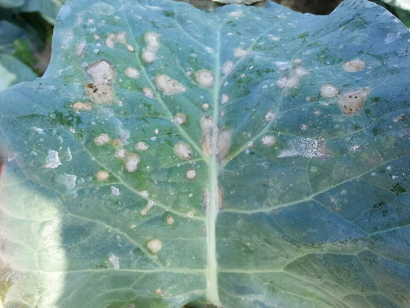 西兰花种植技术
