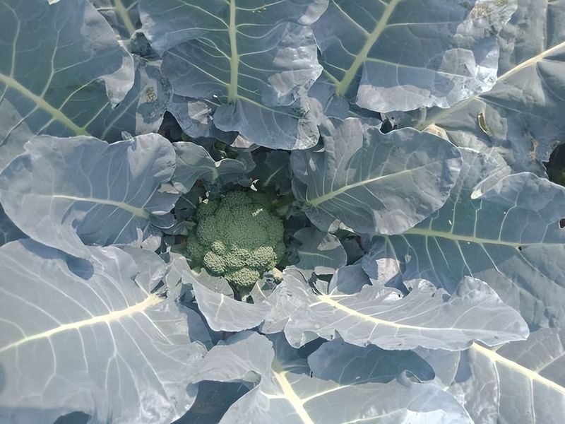 西兰花种植技术