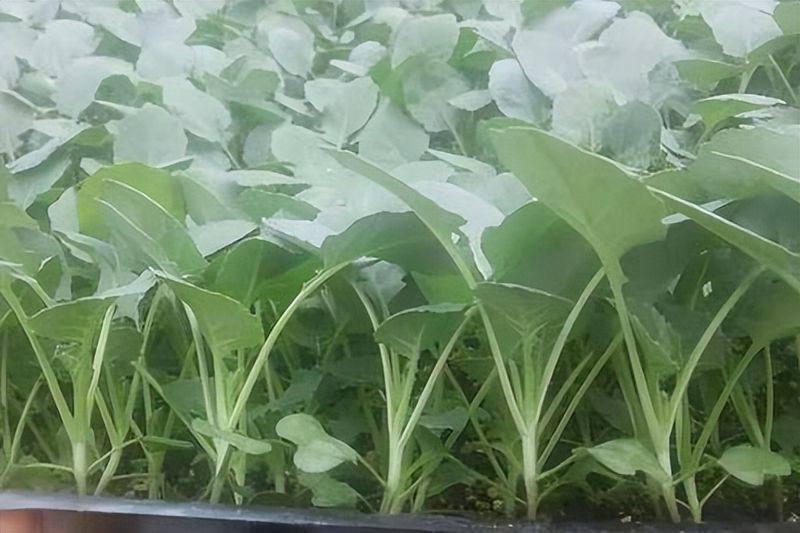 西兰花种植技术