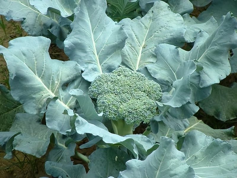 西兰花种植技术