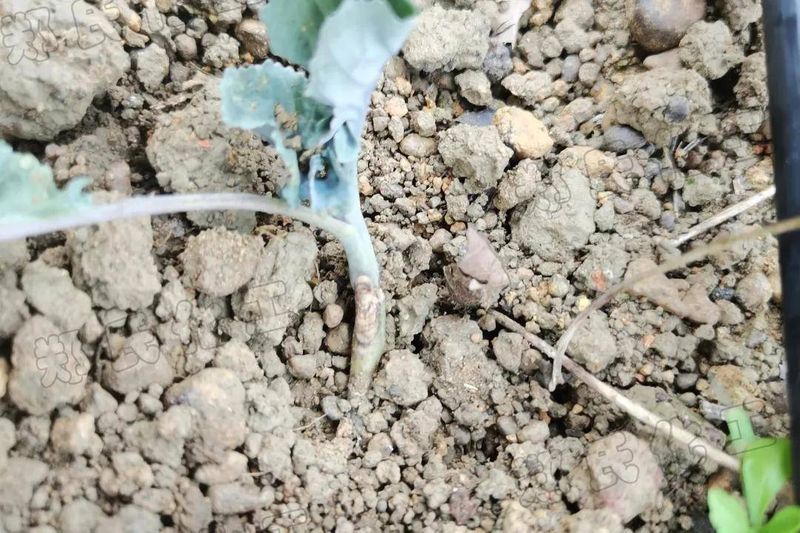 西兰花种植技术