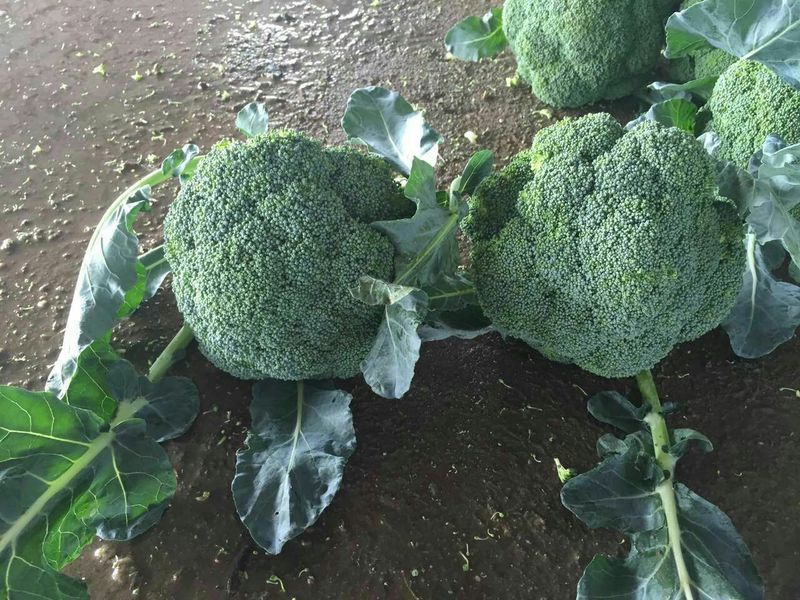 西兰花种植技术