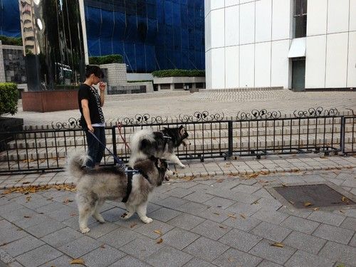 iphone5玻璃多少钱
