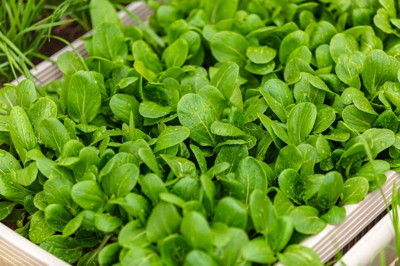 四季小白菜种植技术