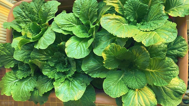 四季小白菜种植技术