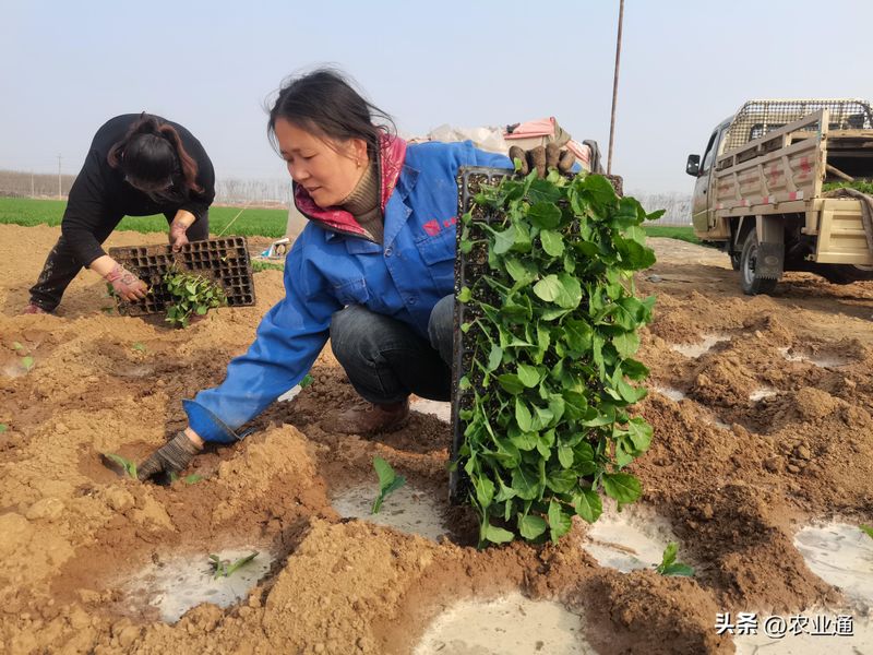 西兰花种植技术