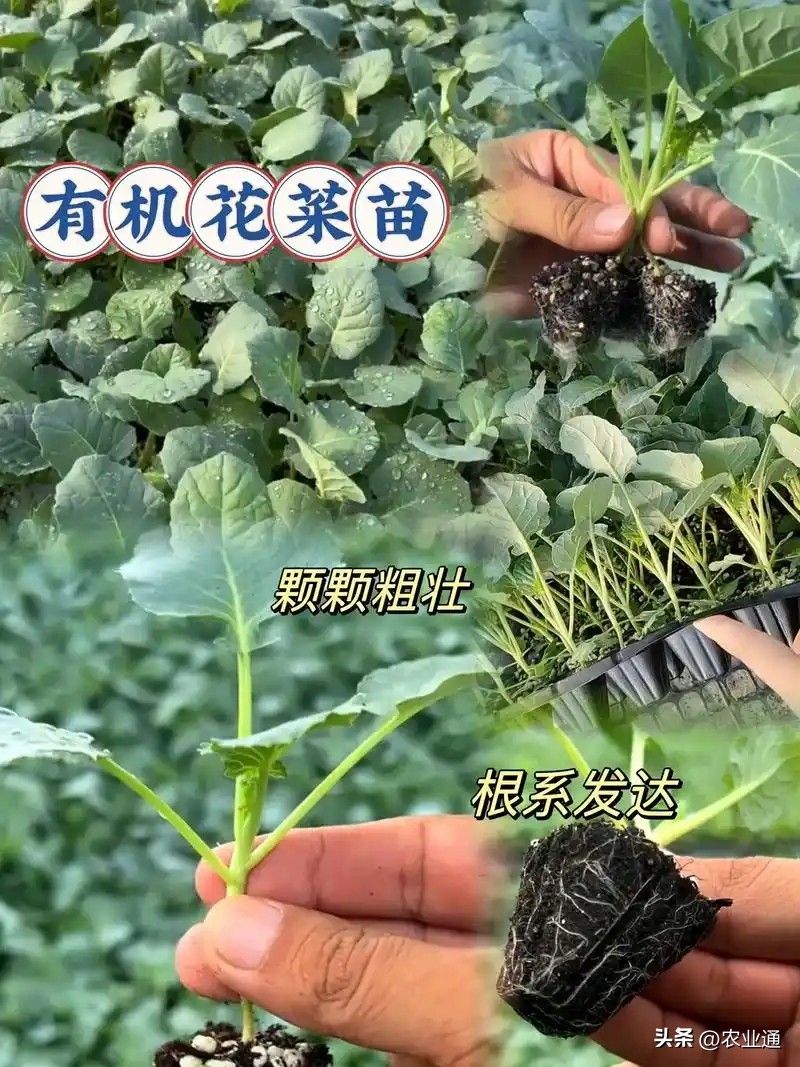 西兰花种植技术
