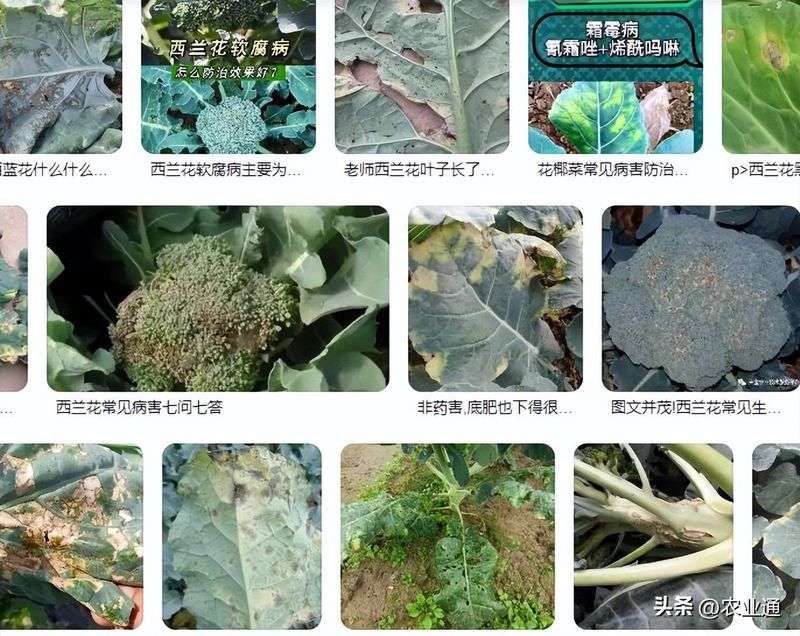 西兰花种植技术