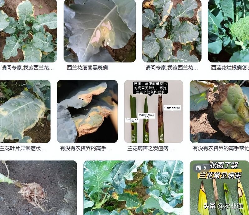 西兰花种植技术