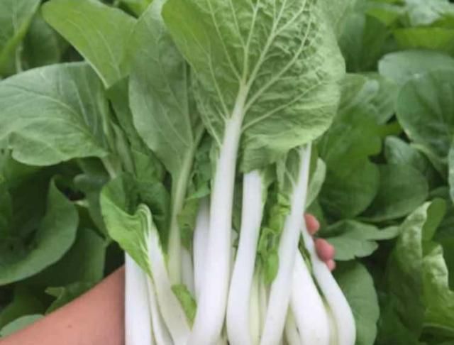 白菜的种植技术