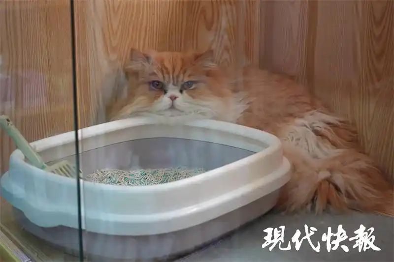 宠物店寄养一天多少钱