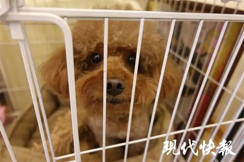 宠物店寄养一天多少钱