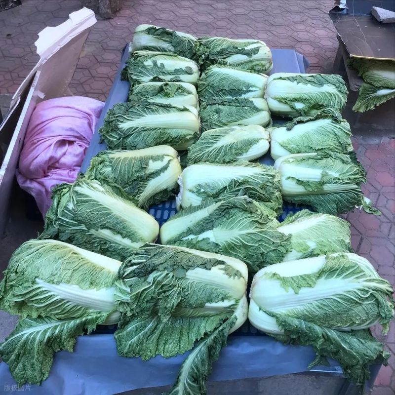 白菜的种植技术