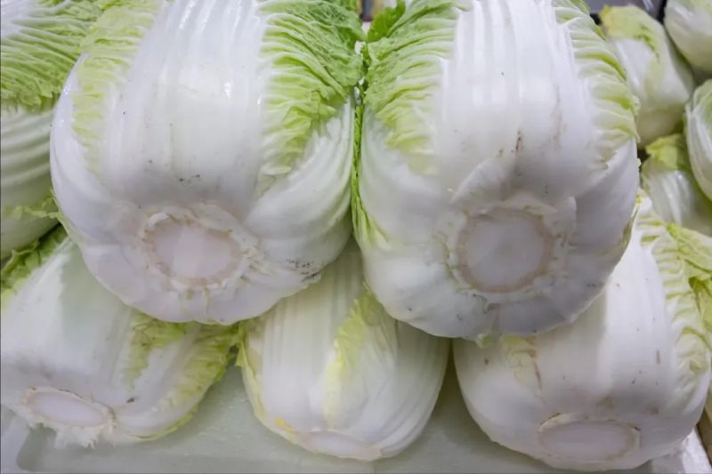 白菜的种植技术