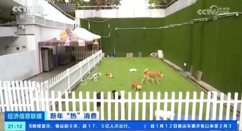 宠物店寄养一天多少钱