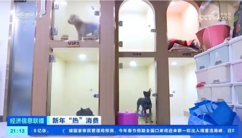 宠物店寄养一天多少钱