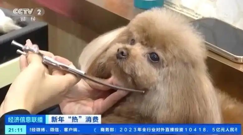 宠物店寄养一天多少钱