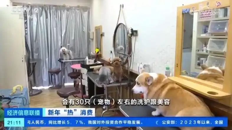 宠物店寄养一天多少钱