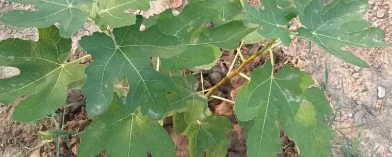 无花果树怎么种植方法