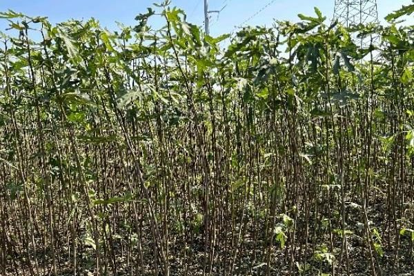 无花果树怎么种植方法
